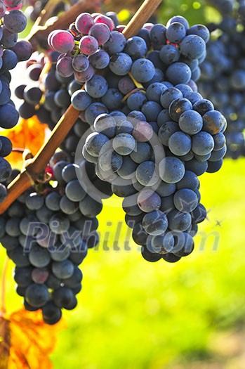 Purple grapes growing on vine in bright sunshine