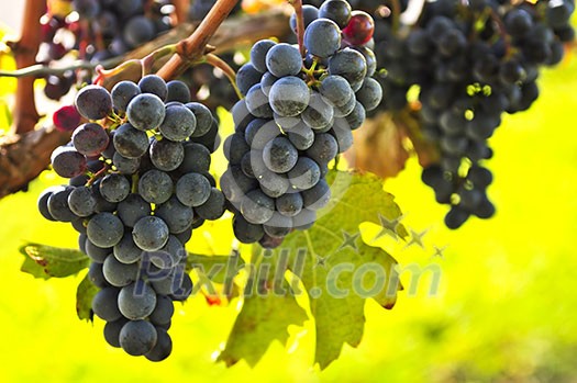 Red grapes growing on vine in bright sunshine