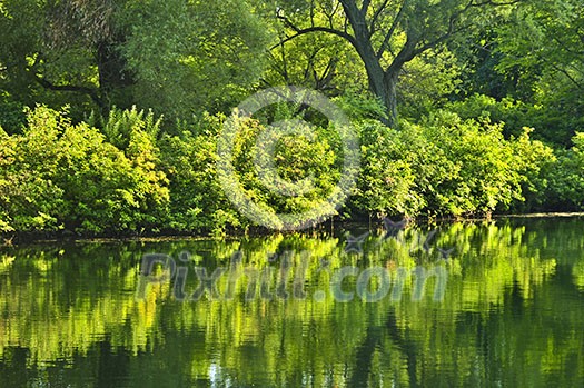 Reflection of green trees in calm water