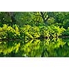 Reflection of green trees in calm water