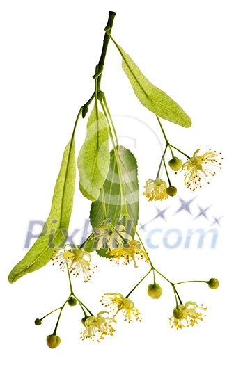 Isolated image of yellow linden flower and branch Isolated image of yellow linden flower and branch