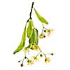 Isolated image of yellow linden flower and branch