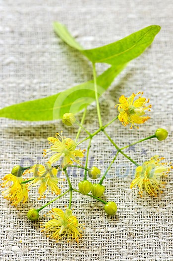 closeup image of yellow linden flower and branch