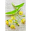 closeup image of yellow linden flower and branch