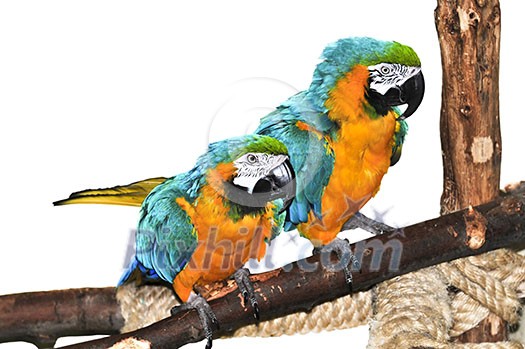 Pair of blue and yellow macaw parrots on branch