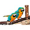 Pair of blue and yellow macaw parrots on branch