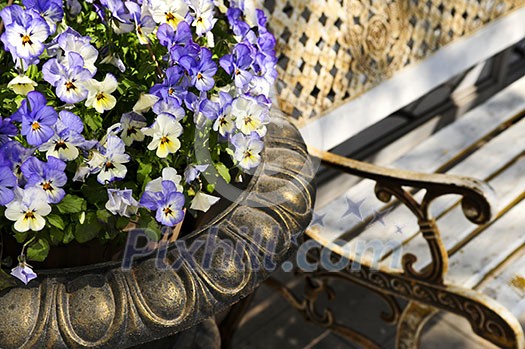 Planter with purple viola pansies and bench Planter with purple viola pansies and bench
