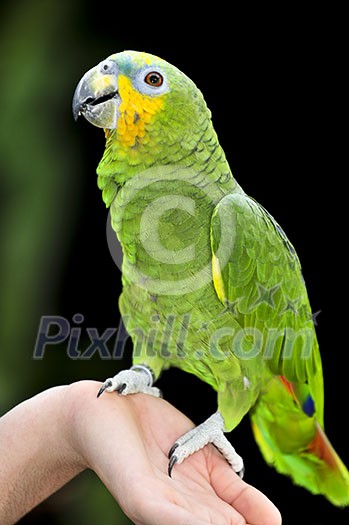 Yellow shouldered Amazon parrot perched on hand