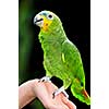 Yellow shouldered Amazon parrot perched on hand