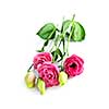 Bouquet of flowers called prairie rose isolated on white background