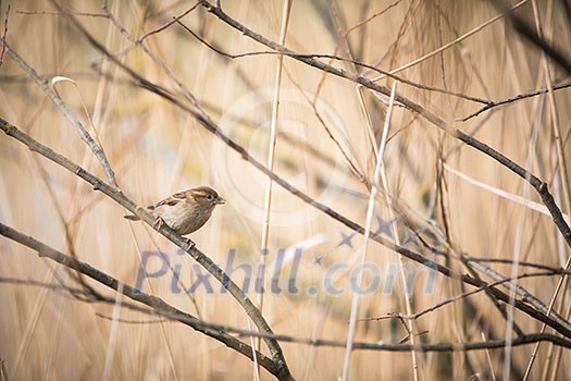 House Sparrow (Passer domesticus) House Sparrow (Passer domesticus)