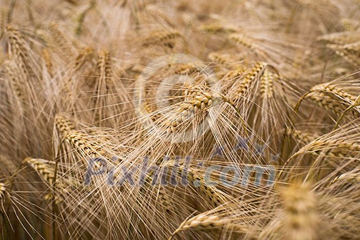 Ripe barley (lat. Hordeum) Ripe barley (lat. Hordeum)