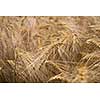 Ripe barley (lat. Hordeum)