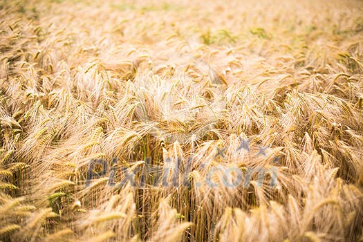 Ripe barley (lat. Hordeum) Ripe barley (lat. Hordeum)