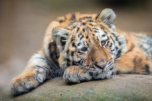 Cute tiger cub resting lazily Cute tiger cub resting lazily