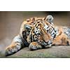 Cute tiger cub resting lazily