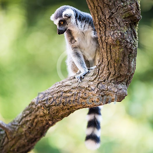 Lemur kata (Lemur catta) Lemur kata (Lemur catta)