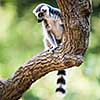 Lemur kata (Lemur catta)