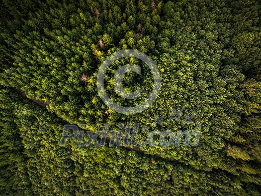 Aerial view of vast forests Aerial view of vast forests