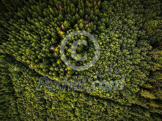 Aerial view of vast forests