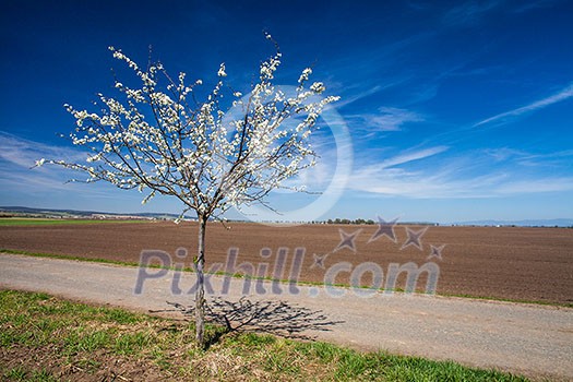 Spring is here - vast landscape with fields and a blossoming tree Spring is here - vast landscape with fields and a blossoming tree