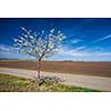 Spring is here - vast landscape with fields and a blossoming tree