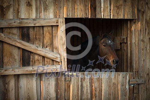 Horse in a stable Horse in a stable