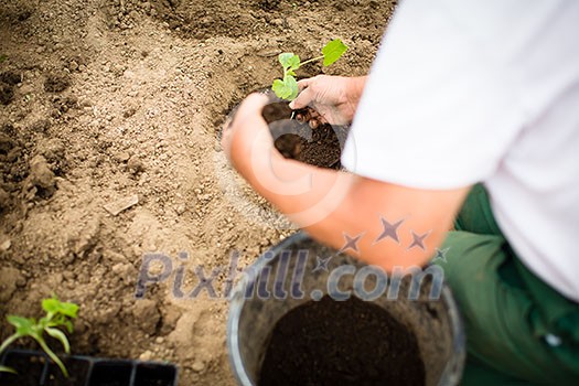 Hands of  a man planting his own vegetable garden