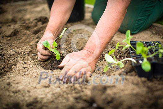 Hands of  a man planting his own vegetable garden