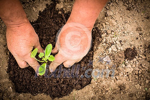 Hands of  a man planting his own vegetable garden