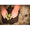 Hands of  a man planting his own vegetable garden