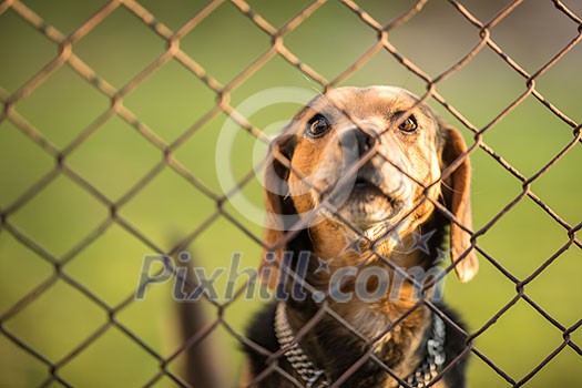 Cute guard dog behind fence, barking, checking you out