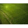 Farmland from above - aerial image of a lush green filed