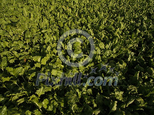 Farmland from above - aerial image of a lush green filed Farmland from above - aerial image of a lush green filed