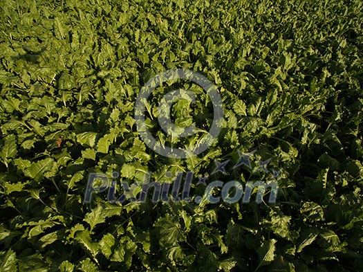 Farmland from above - aerial image of a lush green filed