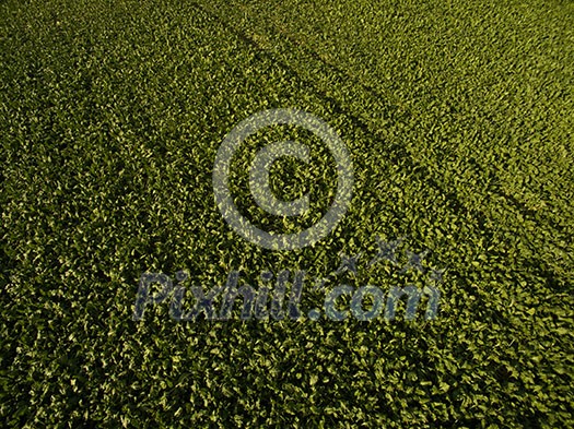 Farmland from above - aerial image of a lush green filed