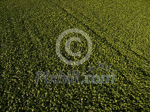Farmland from above - aerial image of a lush green filed Farmland from above - aerial image of a lush green filed