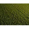 Farmland from above - aerial image of a lush green filed