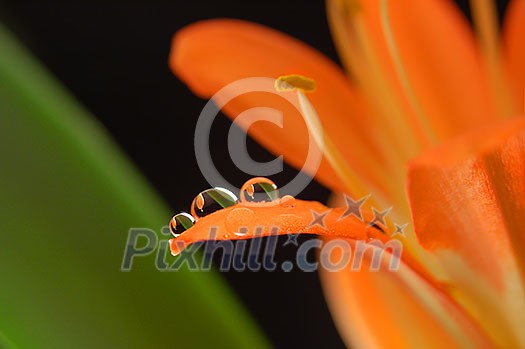 three crystal drops on the orange flower