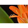 three crystal drops on the orange flower