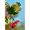 red viburnum berry