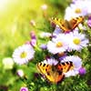 two butterfly on flowers