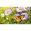 Butterfly on spring flowers. Header for website