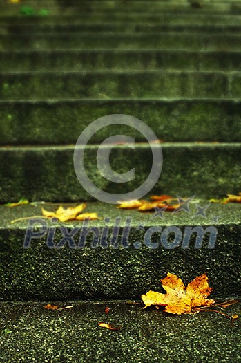 autumn leaf on stairs