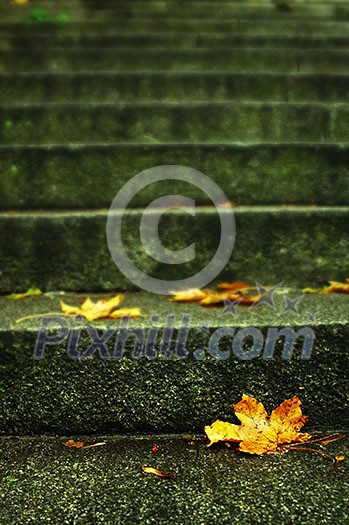 autumn leaf on stairs autumn leaf on stairs
