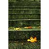 autumn leaf on stairs