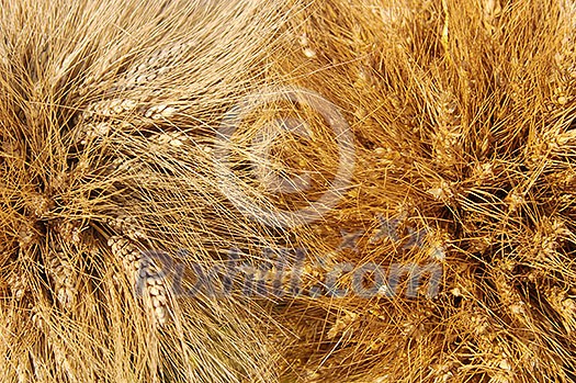 yellow wheat ears