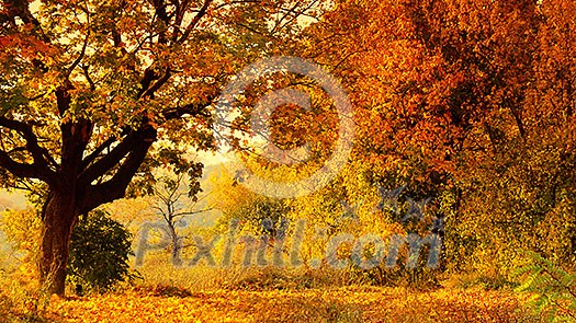 Beautiful autumn forest landscape. Header for website Beautiful autumn forest landscape. Header for website