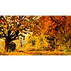Beautiful autumn forest landscape. Header for website