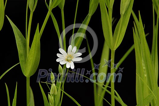 small white camomile on the black small white camomile on the black